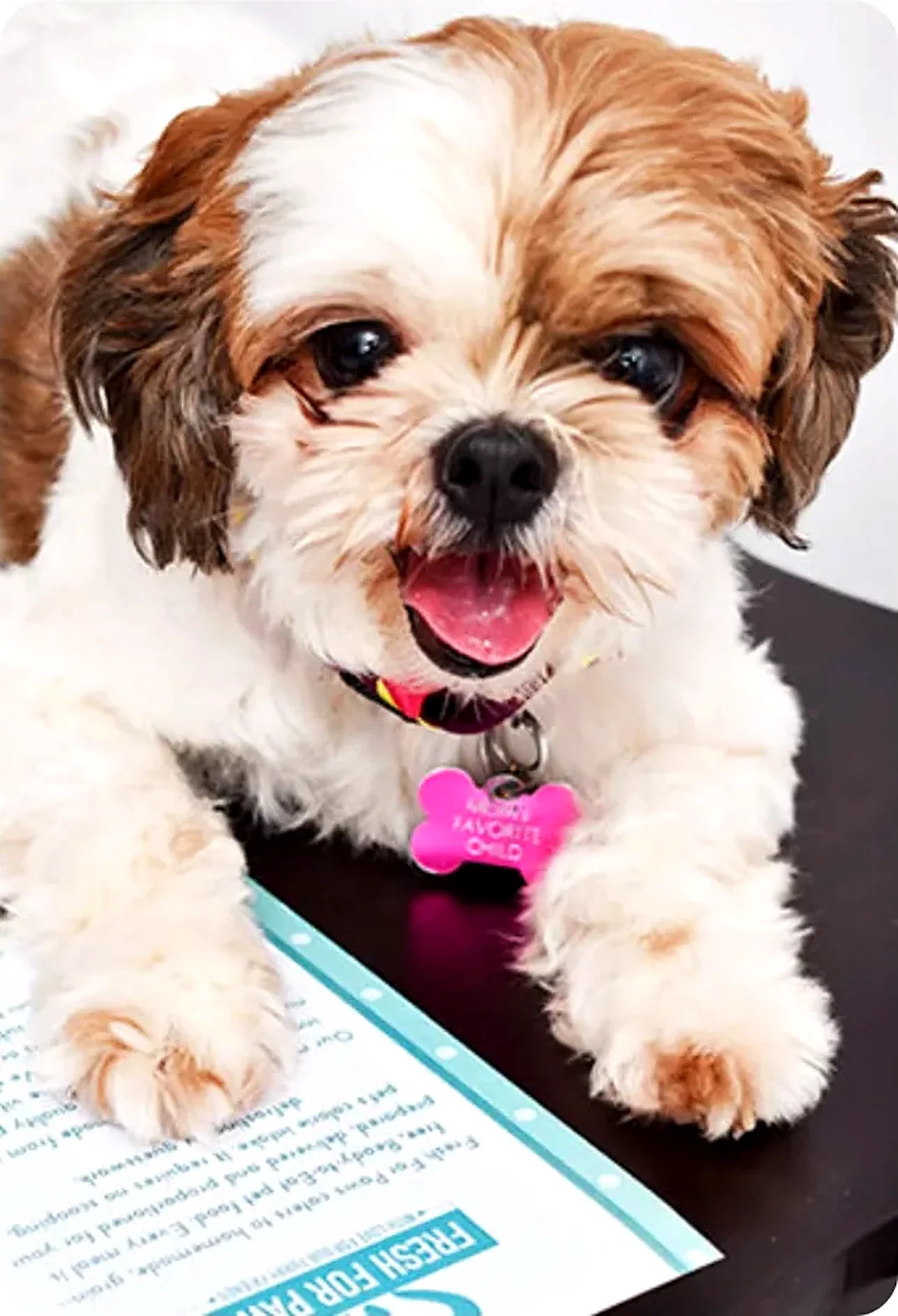 A Lhasa Apso with a Fresh For Paws meal